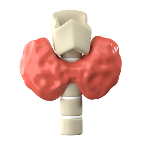 Thyroid Test